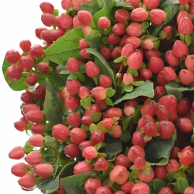 HYPERICUM MAGICAL GIANT