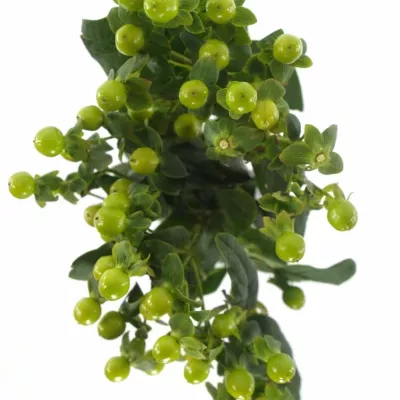 HYPERICUM MAGICAL GREEN POWER 40cm 
