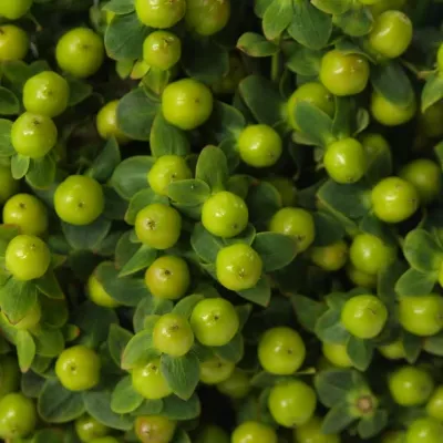 HYPERICUM MAGICAL GREEN POWER 40cm 