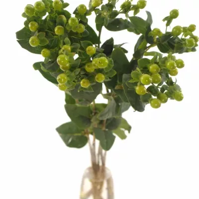 HYPERICUM MAGICAL GREEN POWER 40cm 