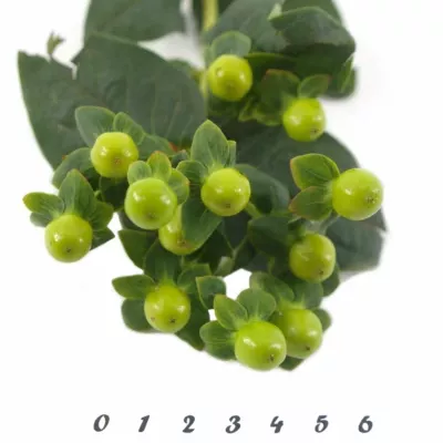 HYPERICUM MAGICAL GREEN POWER 40cm 