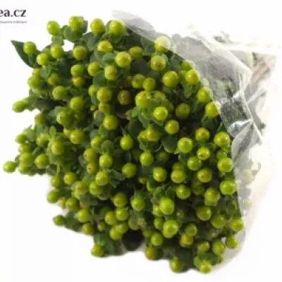HYPERICUM MAGICAL GREEN POWER 40cm 