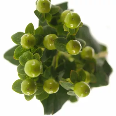 HYPERICUM MAGICAL GREEN POWER 40cm 