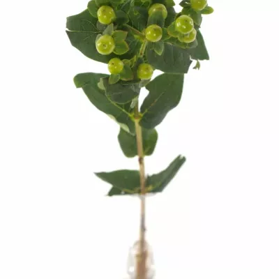 HYPERICUM MAGICAL GREEN POWER 40cm 
