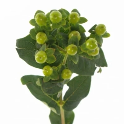 HYPERICUM MAGICAL GREEN POWER 50cm 