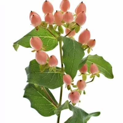 HYPERICUM MAGICAL INNOCENCE 40cm 