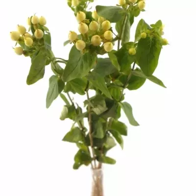 HYPERICUM MAGICAL IVORY