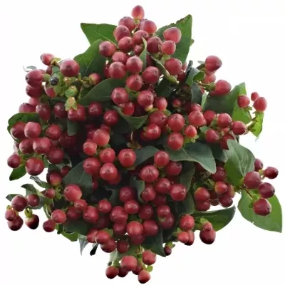 Hypericum MAGICAL LIGHTNING 60cm