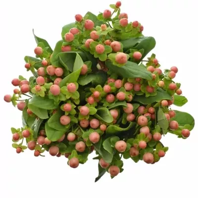 HYPERICUM MAGICAL PINK GIANT 65cm