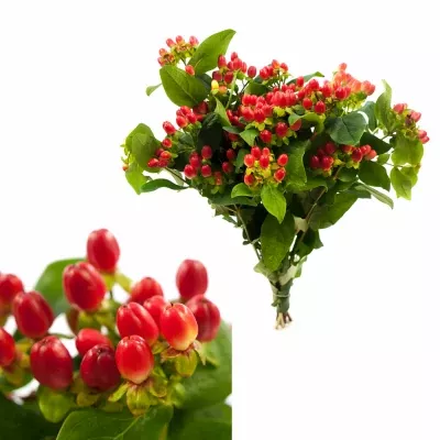 Hypericum MAGICAL RED 40cm