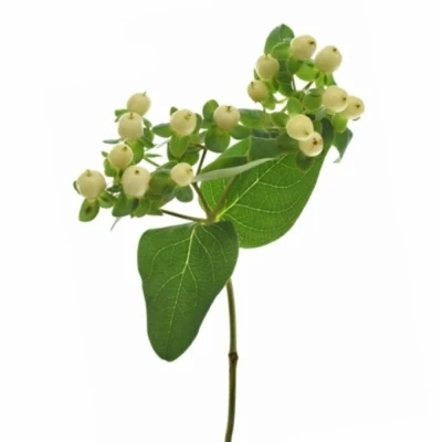 HYPERICUM MAGICAL SNOWPRINCE 40cm