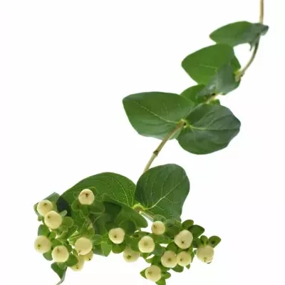 HYPERICUM MAGICAL SNOWPRINCE