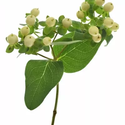 HYPERICUM MAGICAL SNOWPRINCE