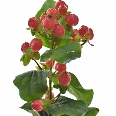 HYPERICUM MAGICAL TRIUMPH 40cm