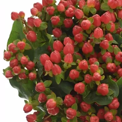 HYPERICUM MAGICAL TRIUMPH