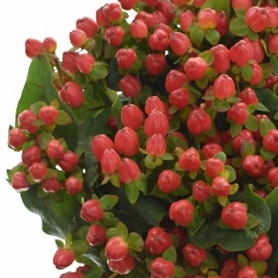 HYPERICUM MAGICAL TRIUMPH