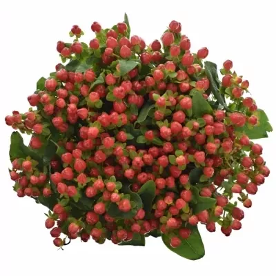 HYPERICUM MAGICAL TRIUMPH
