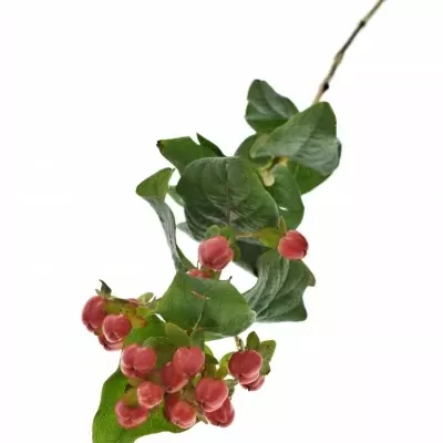 HYPERICUM MAGICAL TRIUMPH