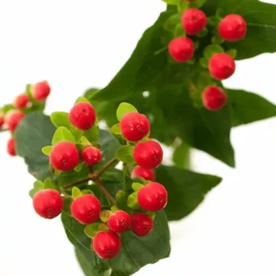 HYPERICUM MAGICAL TROPICAL FALL