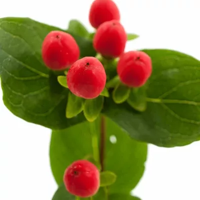 HYPERICUM MAGICAL TROPICAL FALL