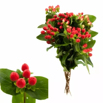 HYPERICUM MAGICAL TROPICAL FALL 40cm