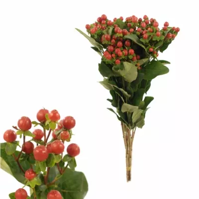Hypericum  PHANTOM FAIR 70cm
