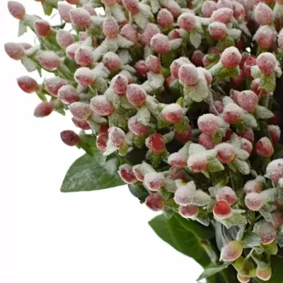 Hypericum SNOW GLITTER 70cm