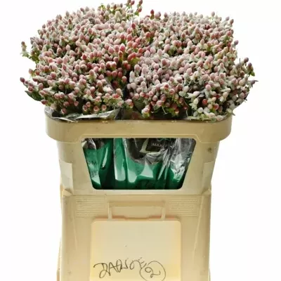 Hypericum SNOW GLITTER 70cm