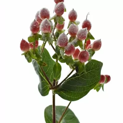 Hypericum SNOW GLITTER 70cm