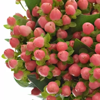 HYPERICUM SWEET ROMANCE