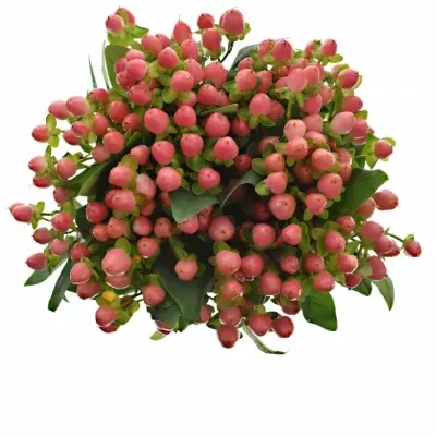 HYPERICUM SWEET ROMANCE