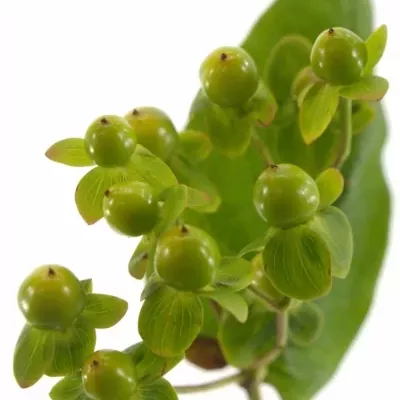 Hypericum WASABI FLAIR