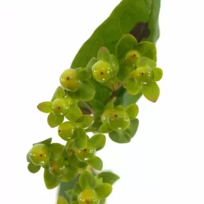 Hypericum WASABI FLAIR