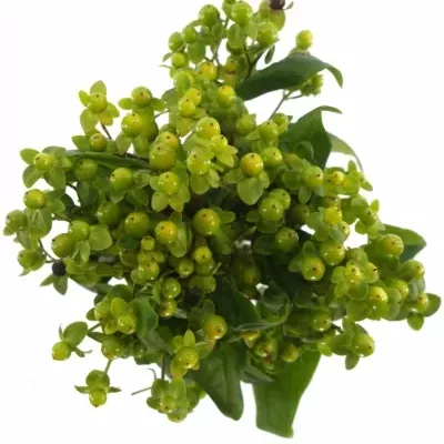 Hypericum WASABI FLAIR