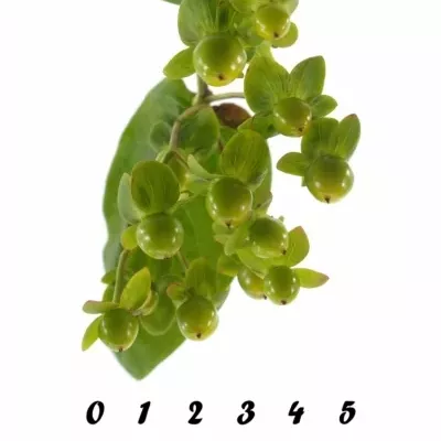 Hypericum WASABI FLAIR