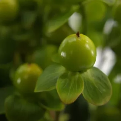 Hypericum WASABI FLAIR