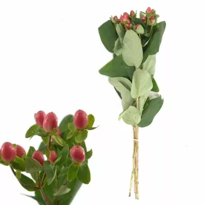 HypericumGO BRIGHT 40cm