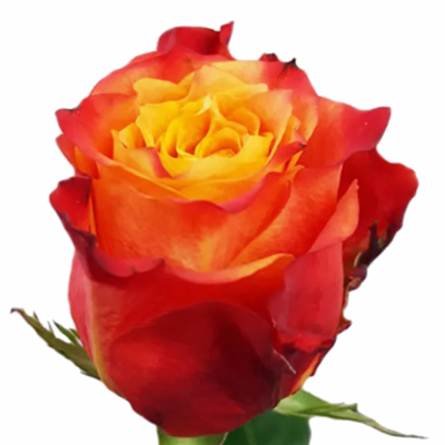 Červená, růže ATOMIC 50cm (XL)