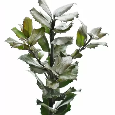 ILEX BLUE PRINCE SILVER 40cm 