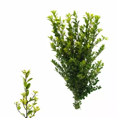ILEX CRENATA GREEN HEDGE 40cm