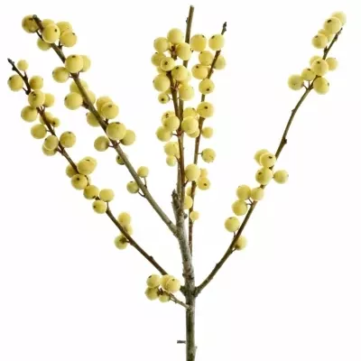 ILEX VERTICILLATA CITRONELLA 50cm 