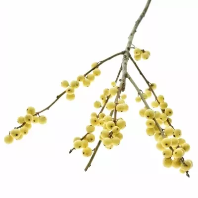 ILEX VERTICILLATA CITRONELLA