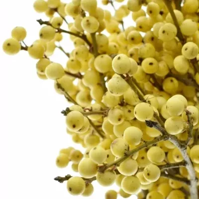 ILEX VERTICILLATA CITRONELLA