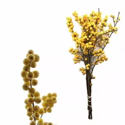 ILEX VERTICILLATA GOLDEN VERBOOM 45cm 