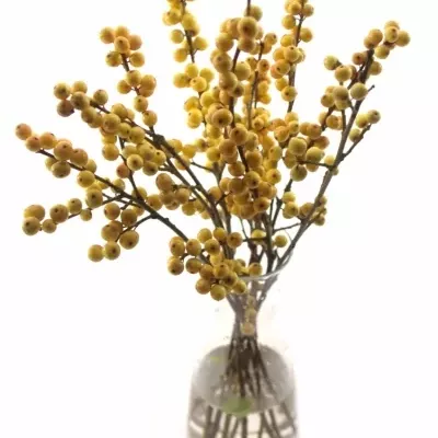 ILEX VERTICILLATA GOLDEN VERBOOM 
