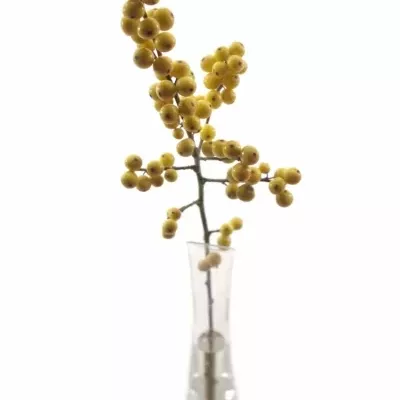 ILEX VERTICILLATA GOLDEN VERBOOM 