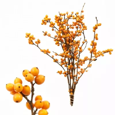 Ilex VERTICILLATA ORANGE BEAUTY 30cm