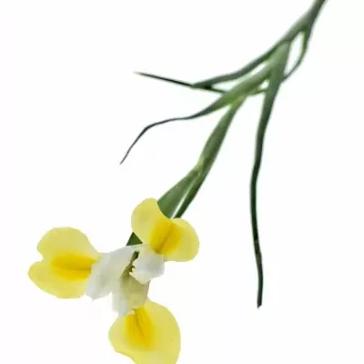 Iris APOLLO 66cm/33g