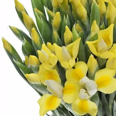 Iris APOLLO 66cm / 33g