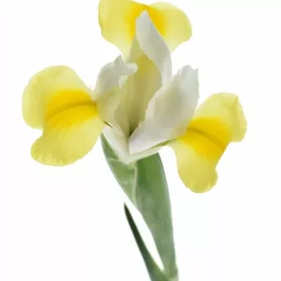 Iris APOLLO 66cm / 33g